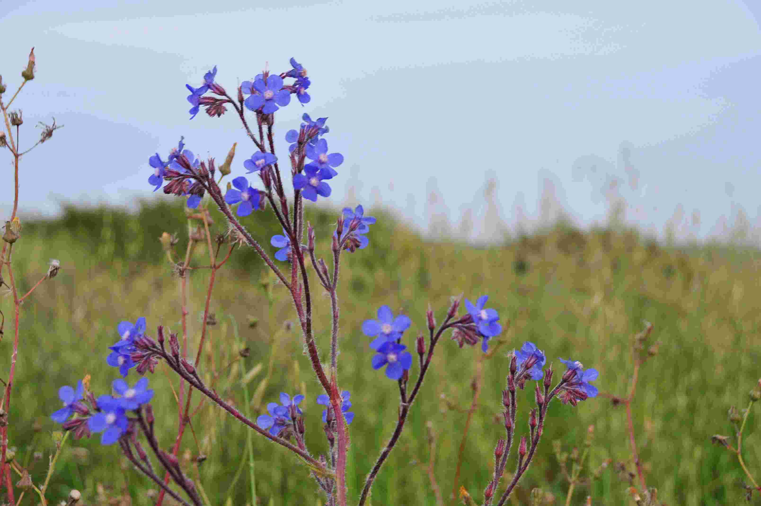 Anchusa azurea / Buglossa azzurra